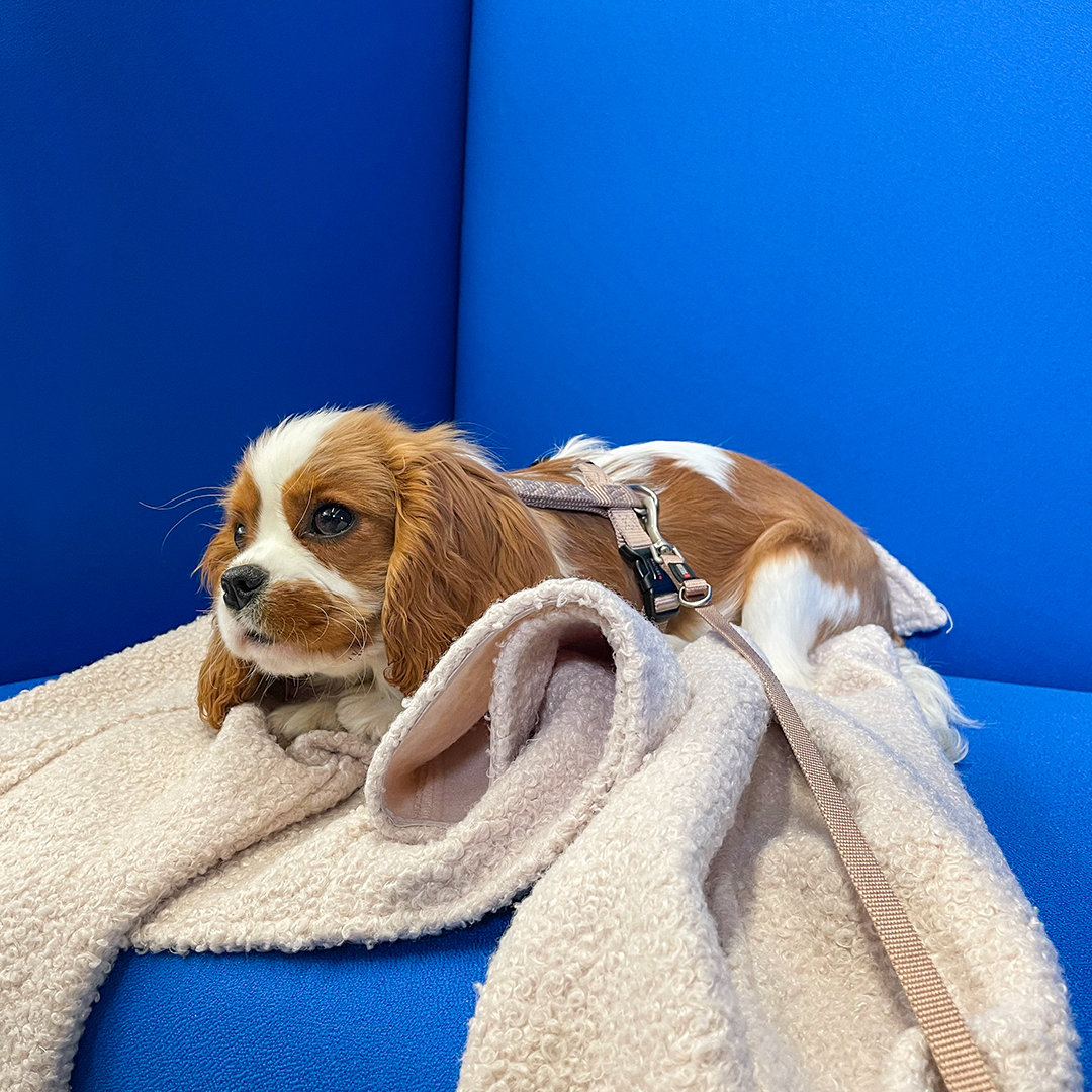 unser Bürohund Bailey unser Bürohund Bailey